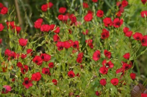 TER Botanics red flowers