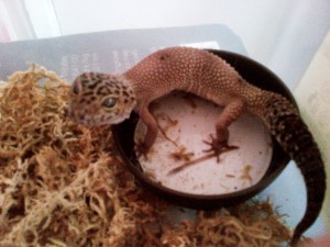 Gecko