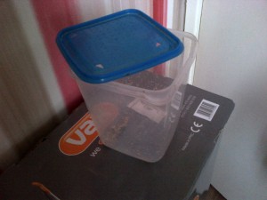 Plastic container gecko was found in