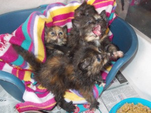 Kittens