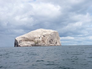 The swirling gannets of the Bass Rock