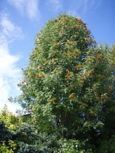 rowan tree
