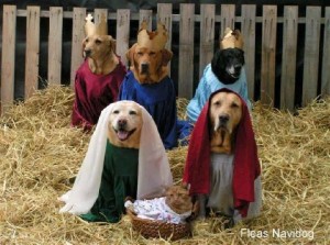 dugs in pubs christmas special