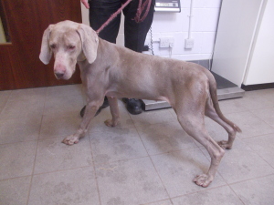 Roxy after