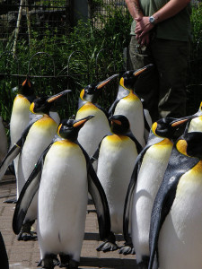 penguins at Ed Zoo