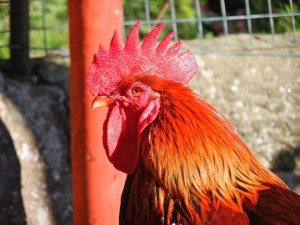 rooster at Gorgie City Farm