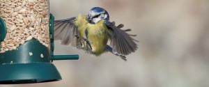 RSPB bluetit
