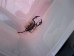 Scorpion 2