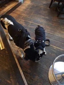 dugs in pubs 2015