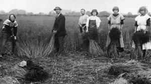 Flax pulling at Selby