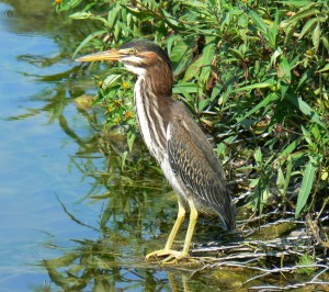 heron