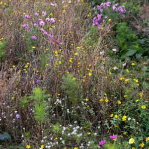 wildflowers at polwarth