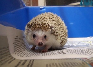 Nawari the pygmy hedgehog
