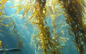 seaweed 2