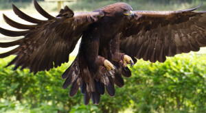 Golden eagles "yelp"