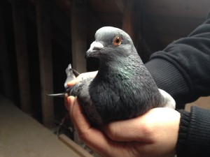 Royal pigeon