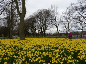 A host of golden daffodils on the Meadows