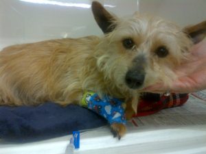 Abandoned dog 2.