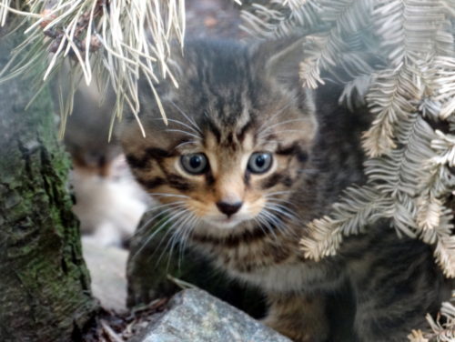 Wildcat kitten_Credit_JanMorse