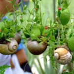 mini eco gardens in snail shells
