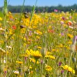 wild-flower-seeds-meadow