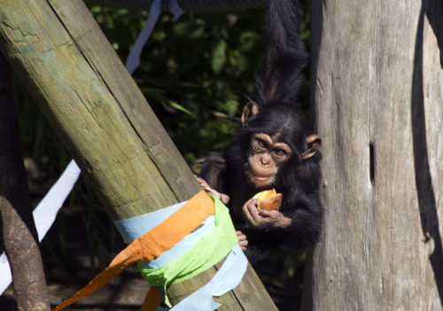 16_06_23_Chimpanzee_Velu_2ndBirthday_09_kp