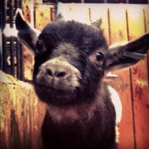 baby goat at gorgie city farm