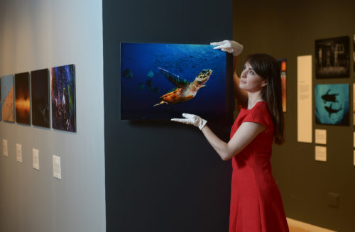 Wildlife Photographer of the Year Exhibition opens tomorrow | The Edinburgh Reporter Wildlife Photographer of the Year Exhibition opens tomorrow | The Edinburgh Reporter