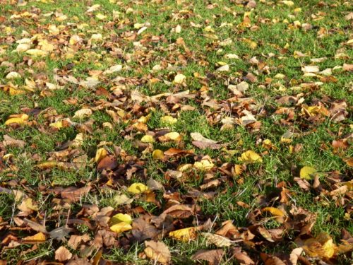 Remembering fallen leaves
