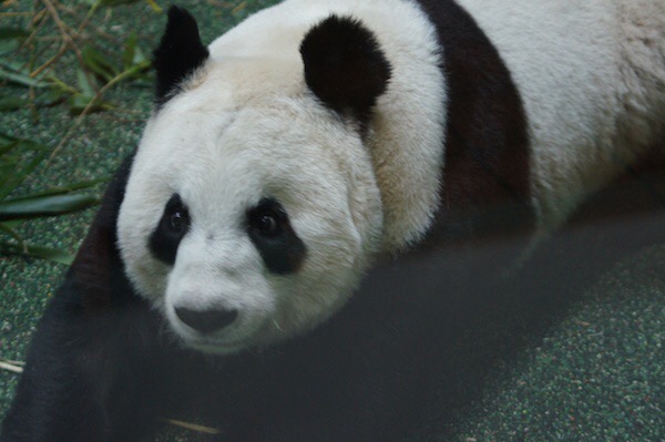 'Pregnant' panda Tian Tian keeps Edinburgh Zoo guessing over new arrival